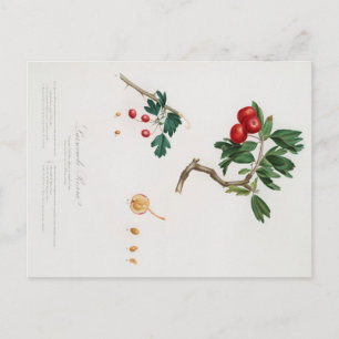 IMPRESIÓN BOTÁNICA DE LA TARJETA POSTAL DE LA MAMA