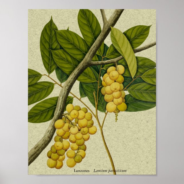 Impresión botánica de Lanzones (Frente)