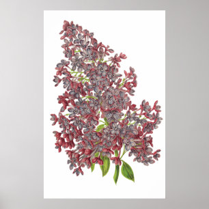 IMPRESIÓN BOTÁNICA DE Lilac PREMIUM
