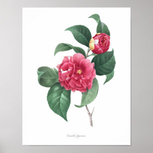 Impresión botánica de mayor calidad de Camellia