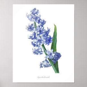Impresión botánica de mayor calidad de Hyacinth
