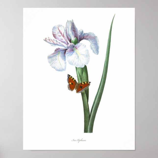 Impresión botánica de mayor calidad de Iris españo (Frente)