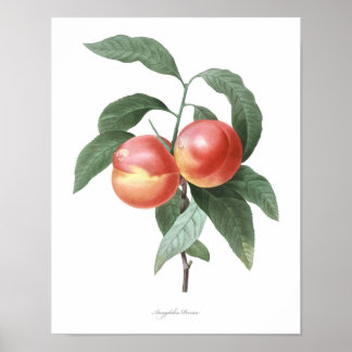 Impresión botánica de mayor calidad de Peach