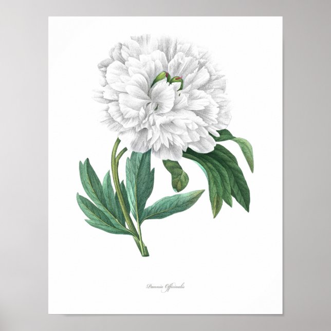 Impresión botánica de mayor calidad de Peony (Frente)