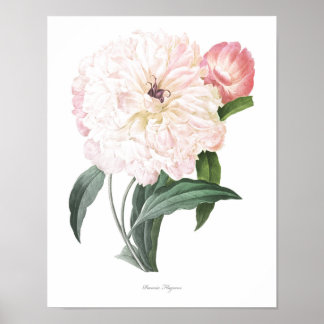 Impresión botánica de mayor calidad de Peony