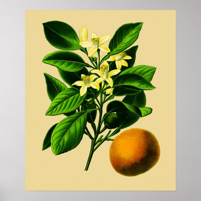 Impresión botánica de Naranja dulce vintage (Frente)