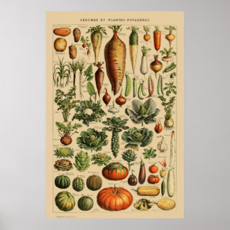 Impresión botánica de Poster de verduras de origen