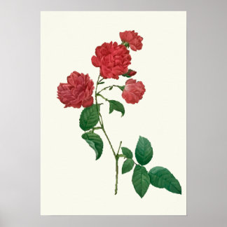 Impresión botánica de rosas rojas de época