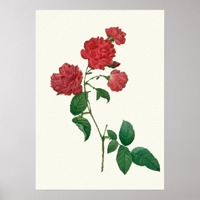 Impresión botánica de rosas rojas de época (Frente)