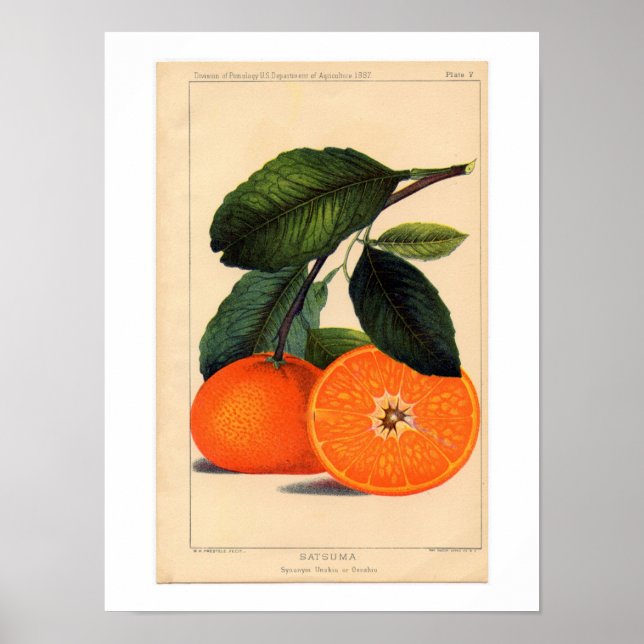 Impresión botánica de Satsuma (Frente)