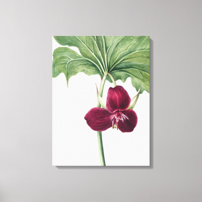 Impresión botánica de Trillium dulce: Captura de l (Anverso)