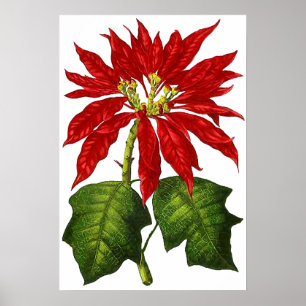 Impresión botánica del Poinsettia