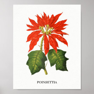Impresión botánica del Poinsettia