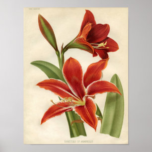 Impresión botánica del vintage - Amaryllis
