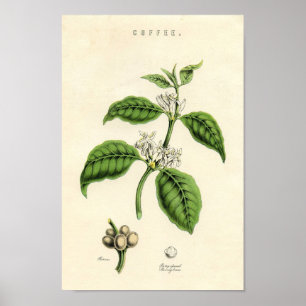 Impresión botánica del vintage - café