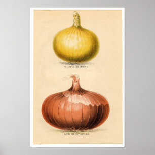 Impresión botánica del vintage - cebollas
