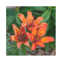 Impresión botánica diurna, fotografía canadiense