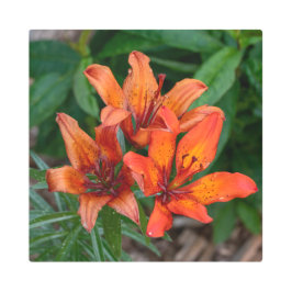 Impresión botánica diurna, fotografía canadiense