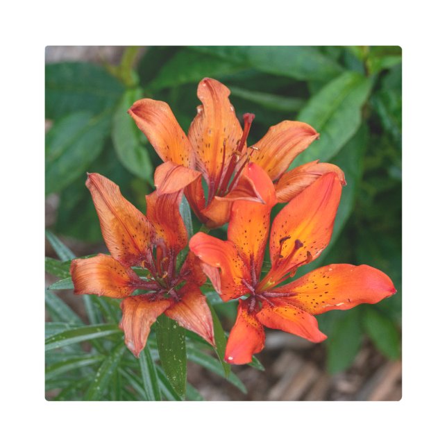 Impresión botánica diurna, fotografía canadiense (Anverso)