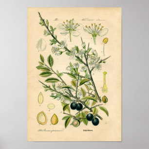 Impresión botánica - endrino (spinosa del Prunus)