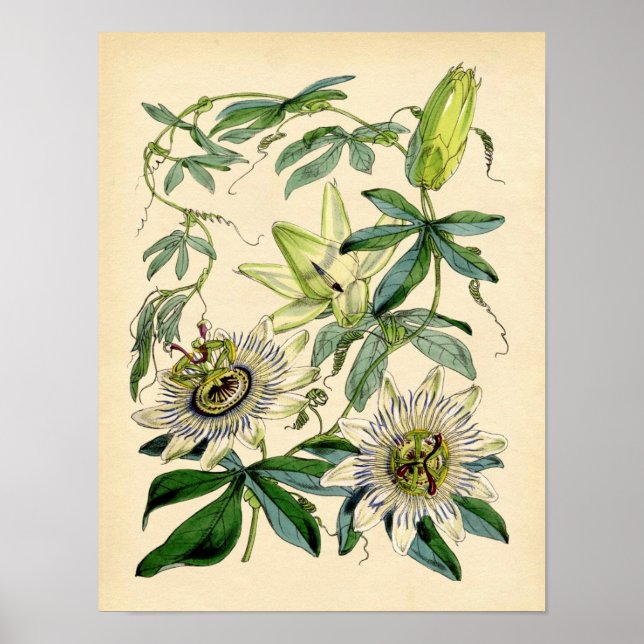 Impresión botánica - Flor de pasión (Passiflora) (Frente)