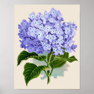Impresión botánica - Hydrangea