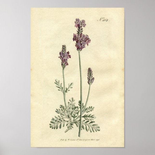 Impresión botánica - Lavanda (Frente)