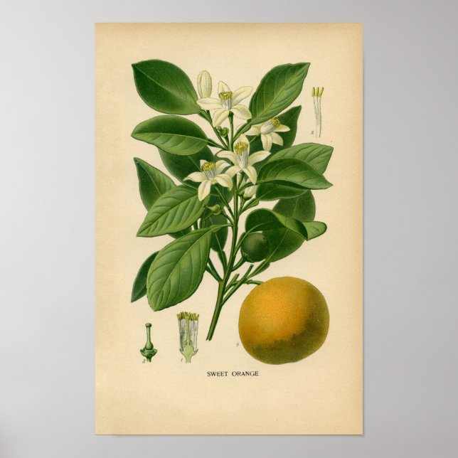 Impresión botánica - Naranja dulce (Frente)