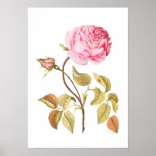 Impresión botánica rosa rosa rosa vintage