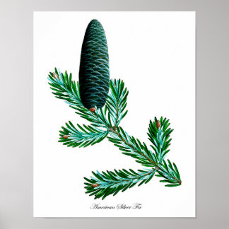 Impresión botánica Silver Fir #2 Decoración casera