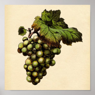 Impresión botánica - Uva blanca