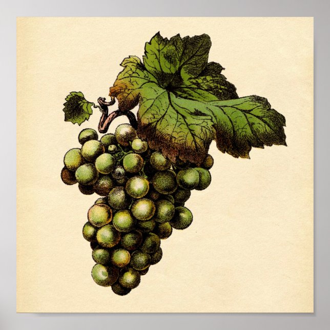 Impresión botánica - Uva blanca (Frente)