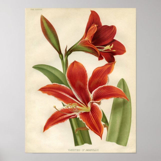 Impresión botánica vintage - Amaryllis (Frente)
