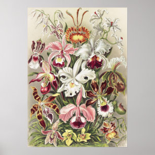 Impresión botánica vintage de orquídea de Ernst Ha