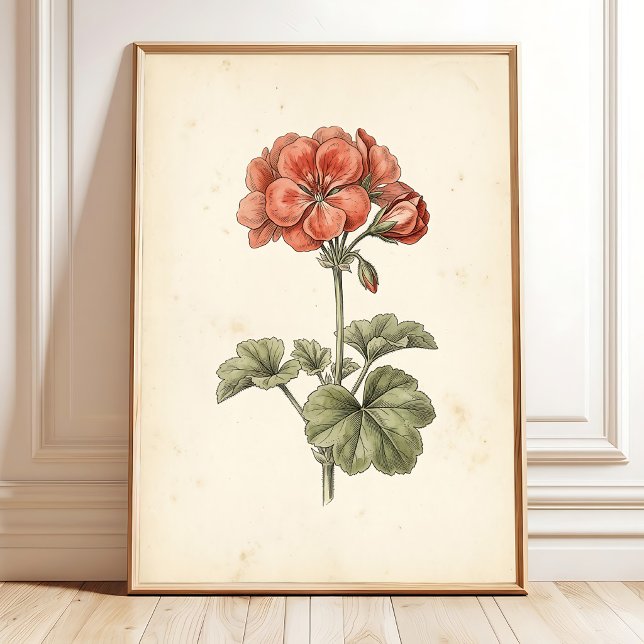 Impresión botánica vintage de Pelargonium (Subido por el creador)