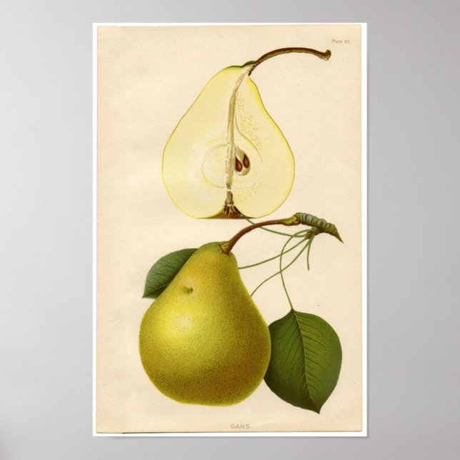 Impresión botánica vintage - Pear (Frente)