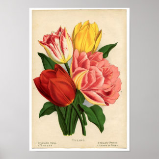 Impresión botánica vintage - Tulipanes