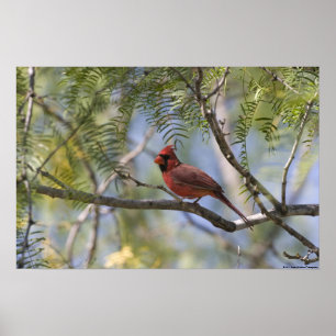 Impresión cardinal