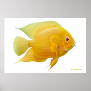 Impresión Cichlid Lemon Gold Severum