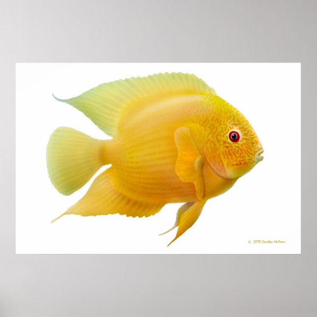 Impresión Cichlid Lemon Gold Severum (Frente)