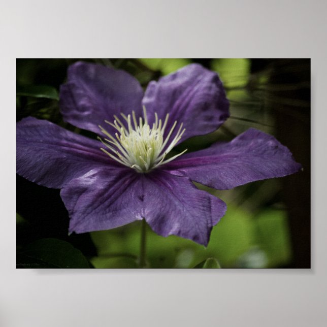 Impresión Clematis 8510 (Frente)