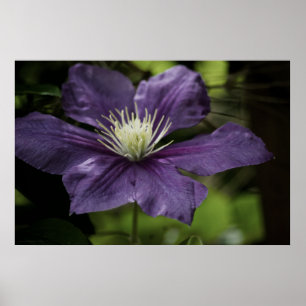 Impresión Clematis 8510