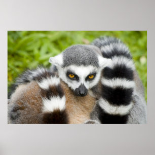 Impresión - cola linda de Stripey del Lemur