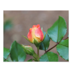 Impresión color de rosa de la foto de los brotes