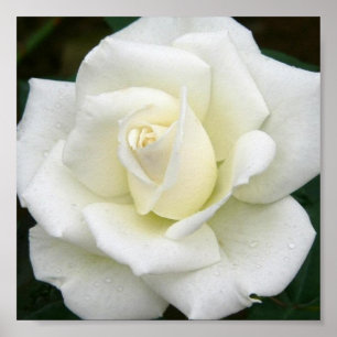 Impresión color de rosa del poster de los