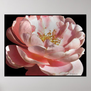 Impresión color de rosa rosada pasada de moda del