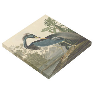 Impresión Con Bastidor Audubon Louisiana Heron Birds America Art