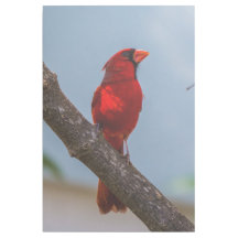Un Cardinal 24 x 36 Gallery Wrap