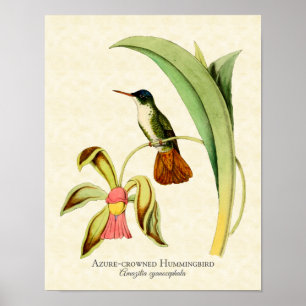 Impresión coronada azul del arte del colibrí