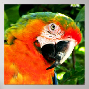 Impresión cuadrada de escarlata